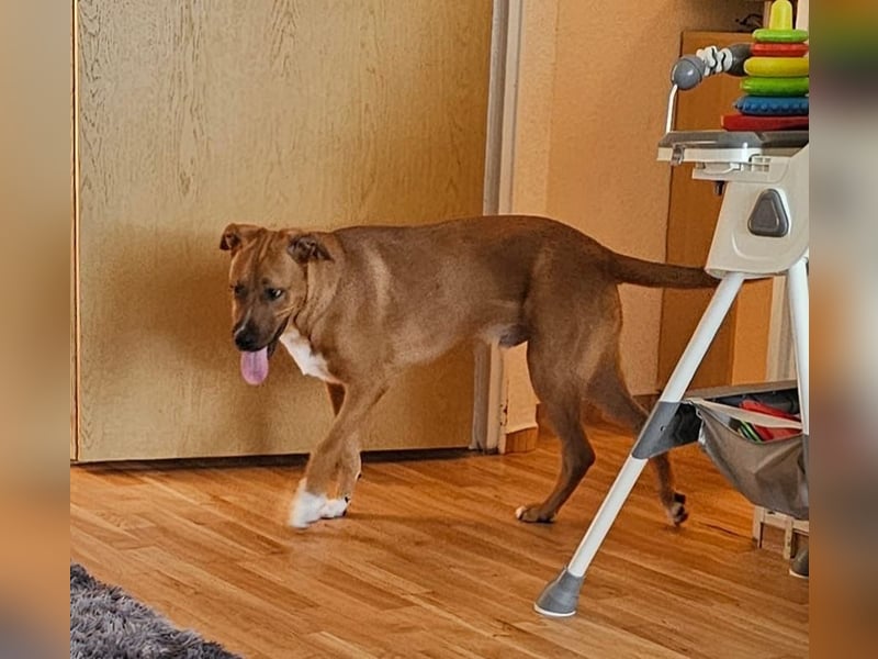 Wunderschöner 7 Monate alter Golden Retriever-Malinois-Mix sucht liebevolles Zuhause