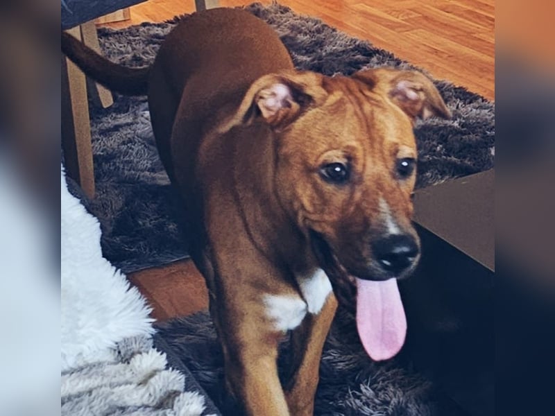 Wunderschöner 7 Monate alter Golden Retriever-Malinois-Mix sucht liebevolles Zuhause