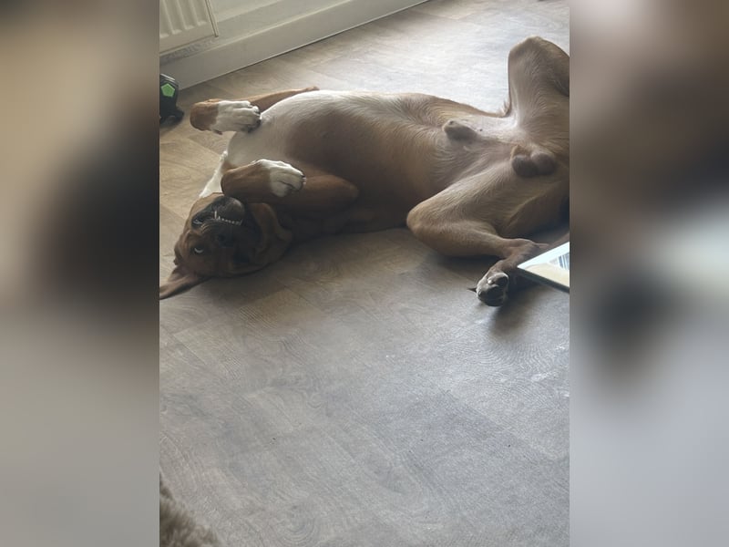 Wunderschöner 7 Monate alter Golden Retriever-Malinois-Mix sucht liebevolles Zuhause