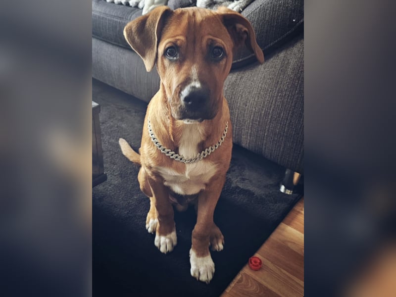 Wunderschöner 7 Monate alter Golden Retriever-Malinois-Mix sucht liebevolles Zuhause