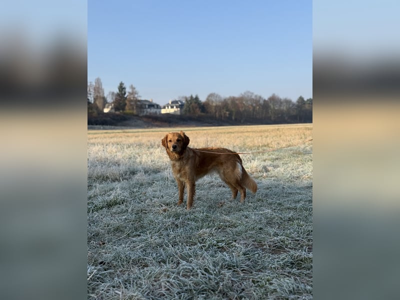 Suche Deckrüden Golden Retriever