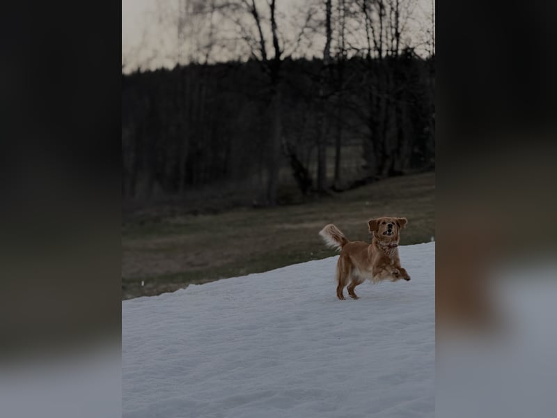 Suche Deckrüden Golden Retriever