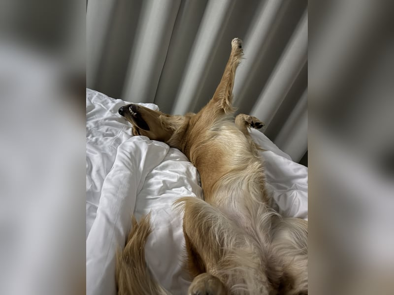 Suche Deckrüden Golden Retriever