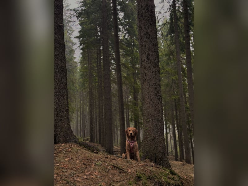 Suche Deckrüden Golden Retriever