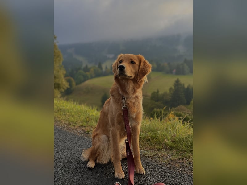 Suche Deckrüden Golden Retriever