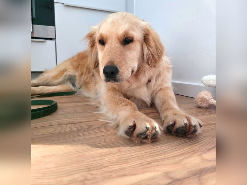 Selma wartet auf ihrer Pflegestelle in Kiel auf ihr neues Zuhause!