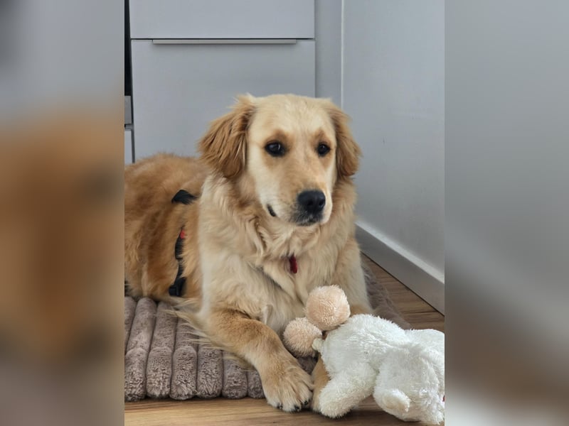 Selma wartet auf ihrer Pflegestelle in Kiel auf ihr neues Zuhause!