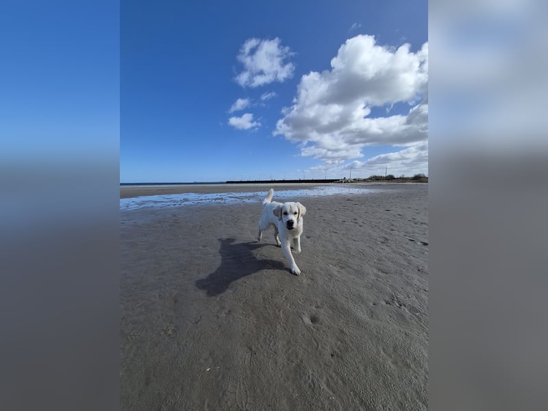 Golden Retriever Deckrüde in Creme