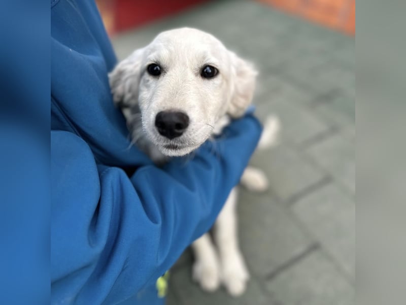 Dobby ein kleiner Schatz