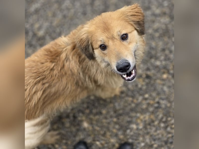 Darla eine gutmütiges freundliches Hundemädchen