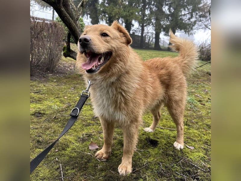 Buckley ein freundlicher Hundebub