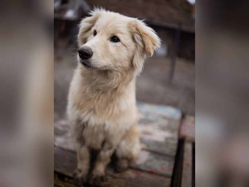 Pedro ein wunderhübscher freundlicher Bub
