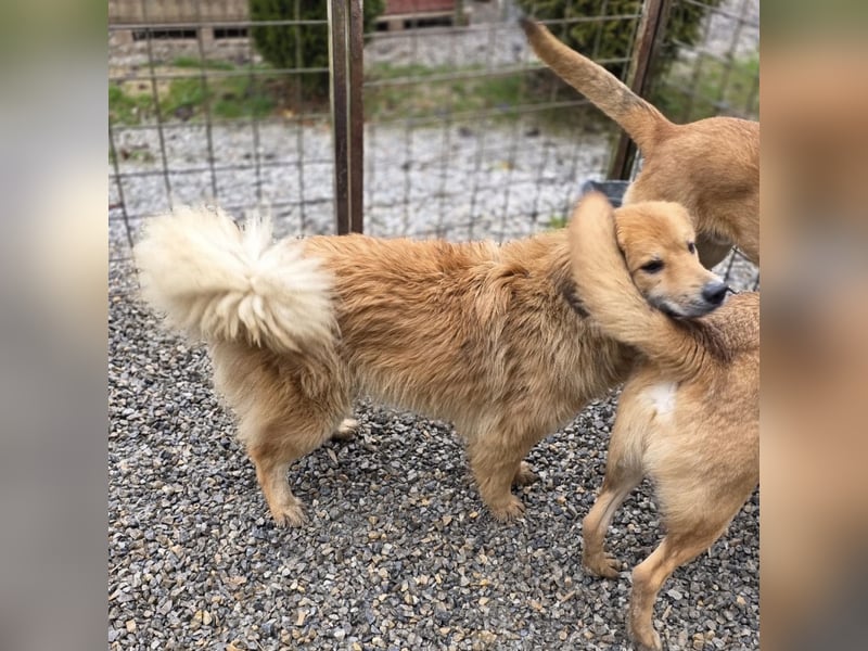 Darla eine gutmütiges freundliches Hundemädchen