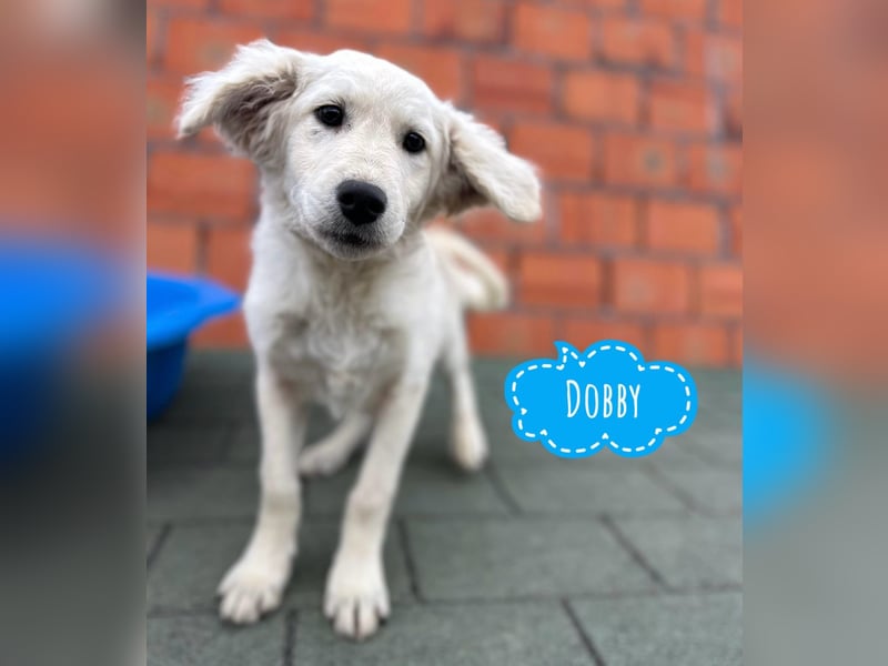 Dobby ein kleiner Schatz