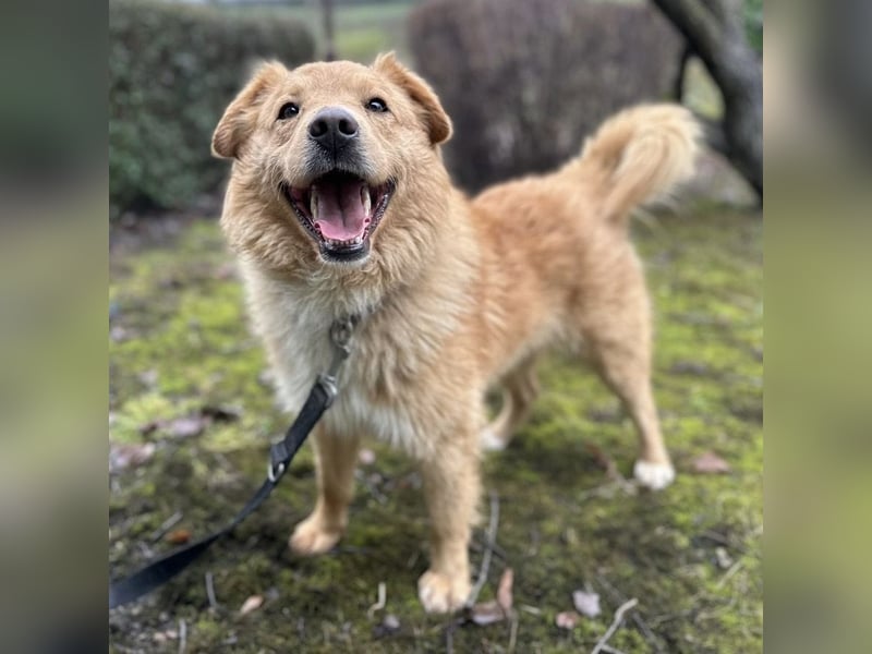 Buckley ein freundlicher Hundebub