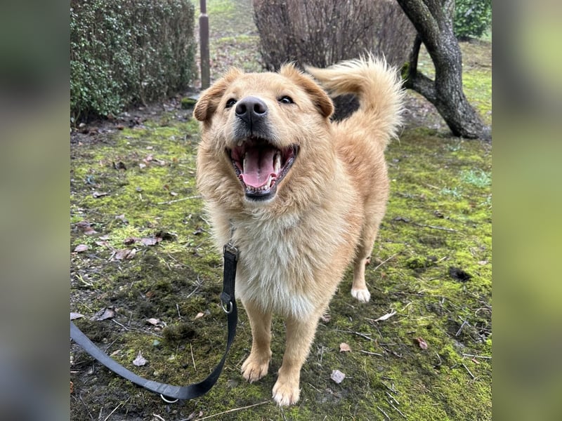 Buckley ein freundlicher Hundebub