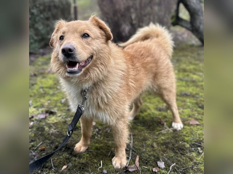 Buckley ein freundlicher Hundebub