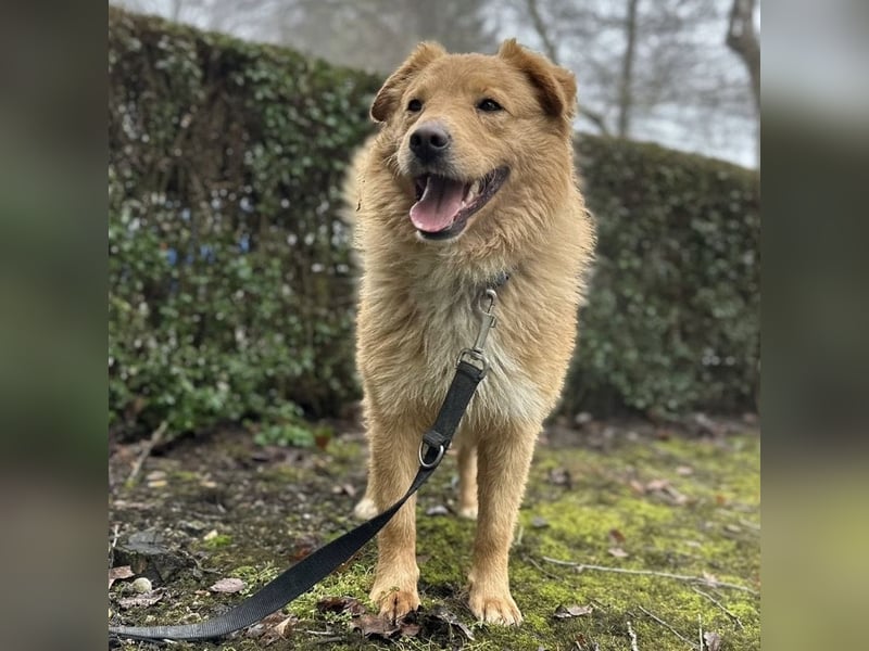 Buckley ein freundlicher Hundebub