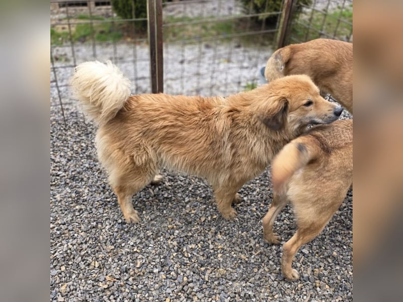 Darla eine gutmütiges freundliches Hundemädchen
