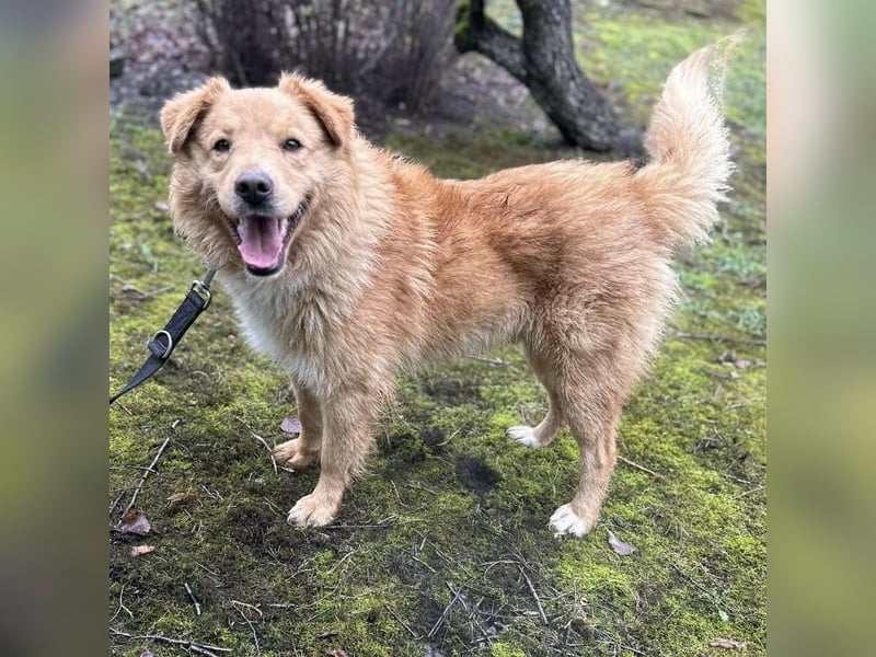 Buckley ein freundlicher Hundebub