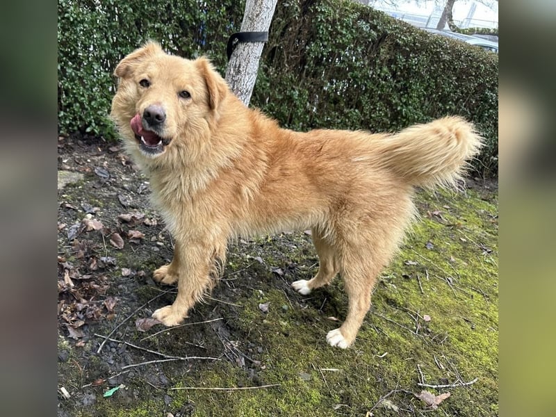 Buckley ein freundlicher Hundebub