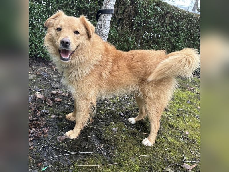 Buckley ein freundlicher Hundebub