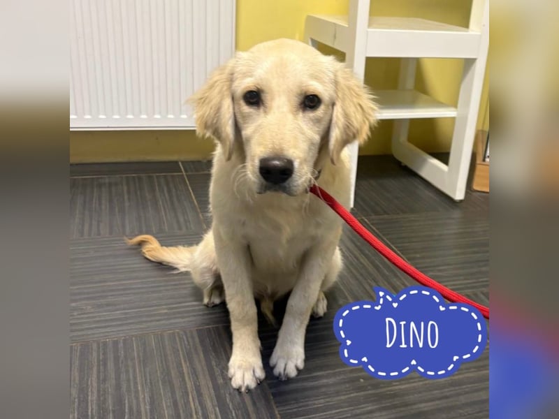 Dino ein Engelchen