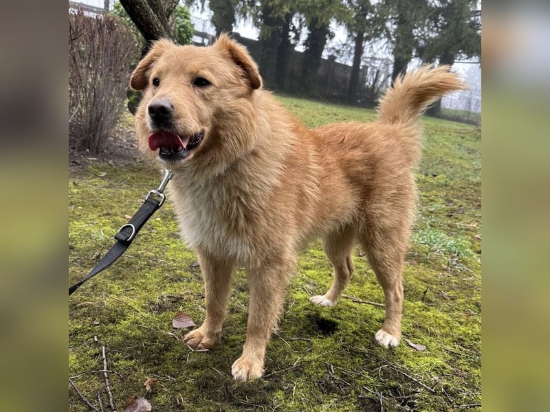 Buckley ein freundlicher Hundebub