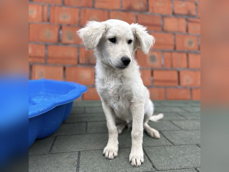 Dobby ein kleiner Schatz