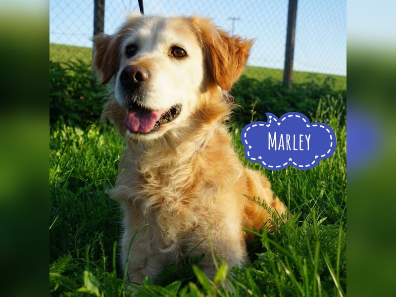 Marley ein Prinz