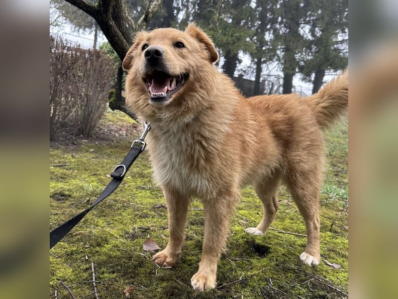 Buckley ein freundlicher Hundebub