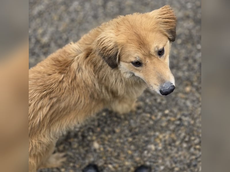 Darla eine gutmütiges freundliches Hundemädchen
