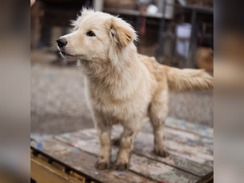 Pedro ein wunderhübscher freundlicher Bub