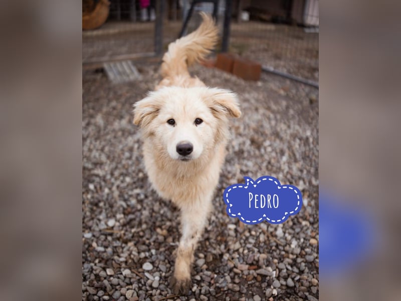 Pedro ein wunderhübscher freundlicher Bub