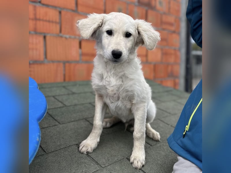 Dobby ein kleiner Schatz