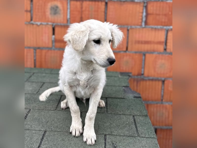 Dobby ein kleiner Schatz