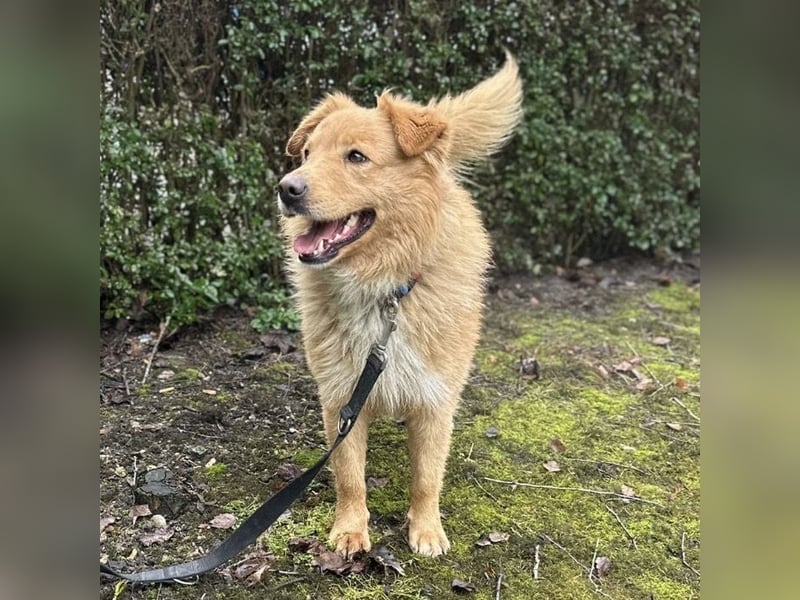 Buckley ein freundlicher Hundebub
