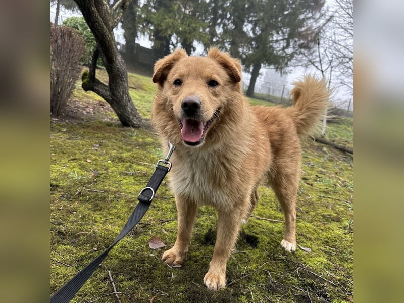 Buckley ein freundlicher Hundebub