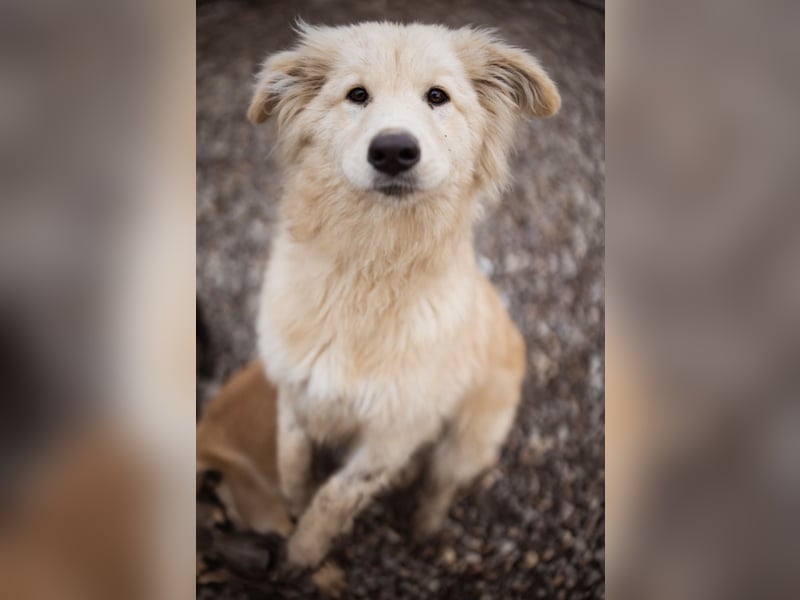 Pedro ein wunderhübscher freundlicher Bub