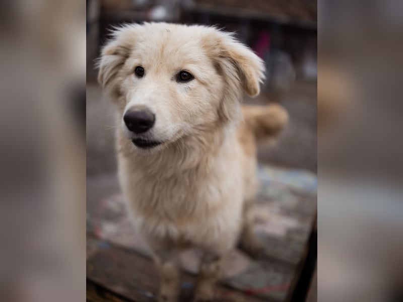 Pedro ein wunderhübscher freundlicher Bub