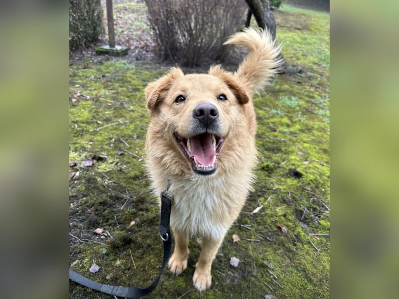 Buckley ein freundlicher Hundebub