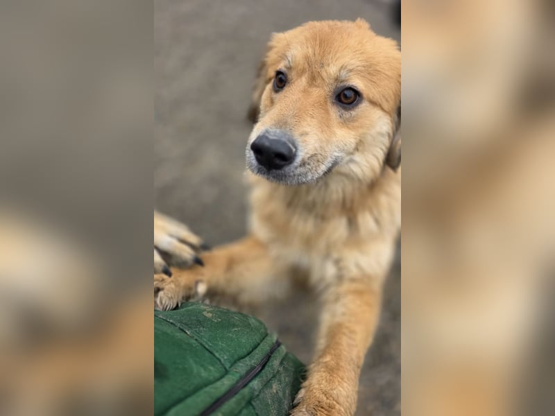 Darla eine gutmütiges freundliches Hundemädchen