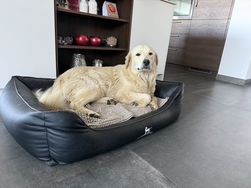 Shime- sanfte Golden Retriever Hündin sucht ihr Zuhause