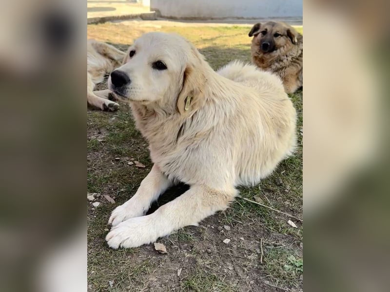 Buddy – anhänglicher Golden Retriever Rüde sucht Familienanschluss