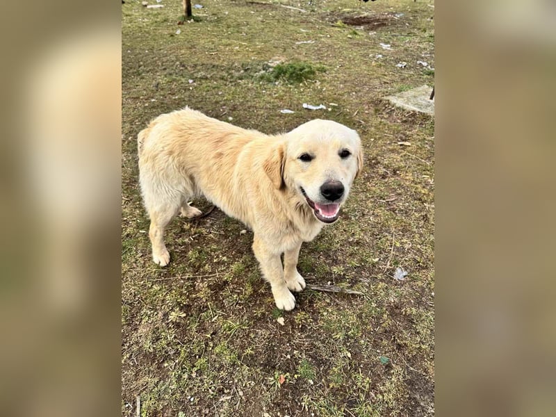 Shime- sanfte Golden Retriever Hündin sucht ihr Zuhause