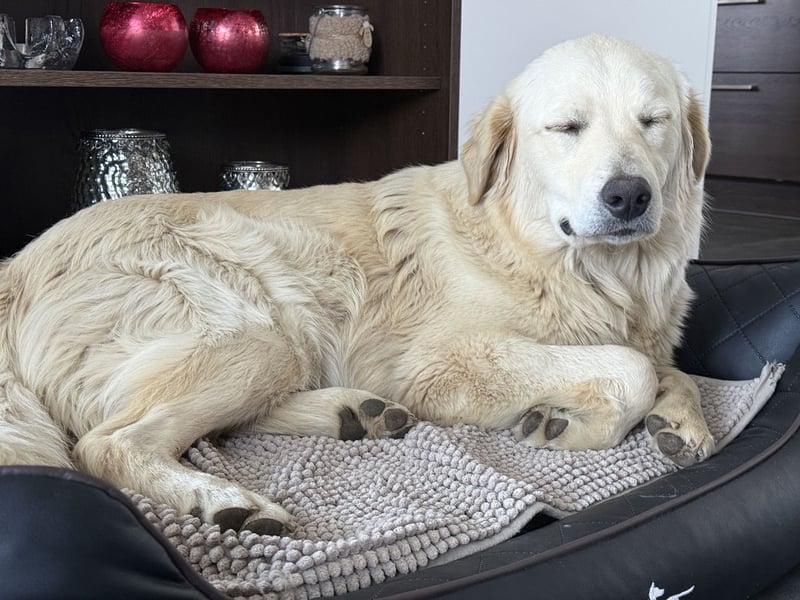 Shime- sanfte Golden Retriever Hündin sucht ihr Zuhause