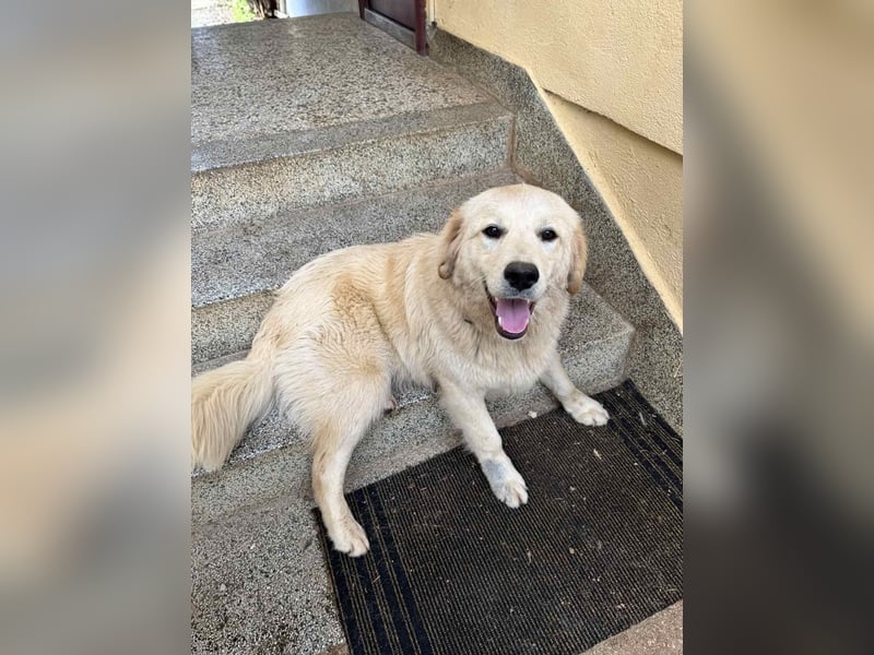 Shime- sanfte Golden Retriever Hündin sucht ihr Zuhause