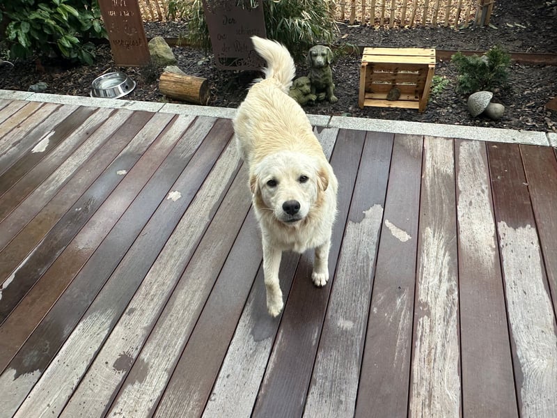 Buddy – anhänglicher Golden Retriever Rüde sucht Familienanschluss