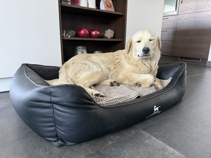 Shime- sanfte Golden Retriever Hündin sucht ihr Zuhause