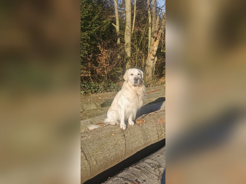 DECKRÜDE Golden Retriever CREME, Sami Benji von der Friedenseiche